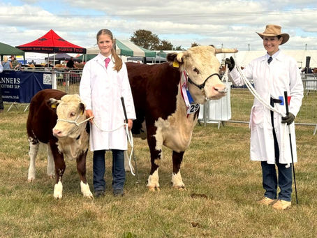 First Traditional Hereford breed classes at Moreton-in-Marsh