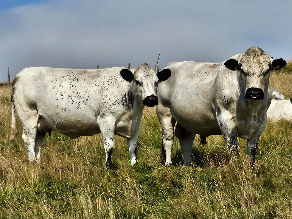 Next Society Sale: 28 February 2026