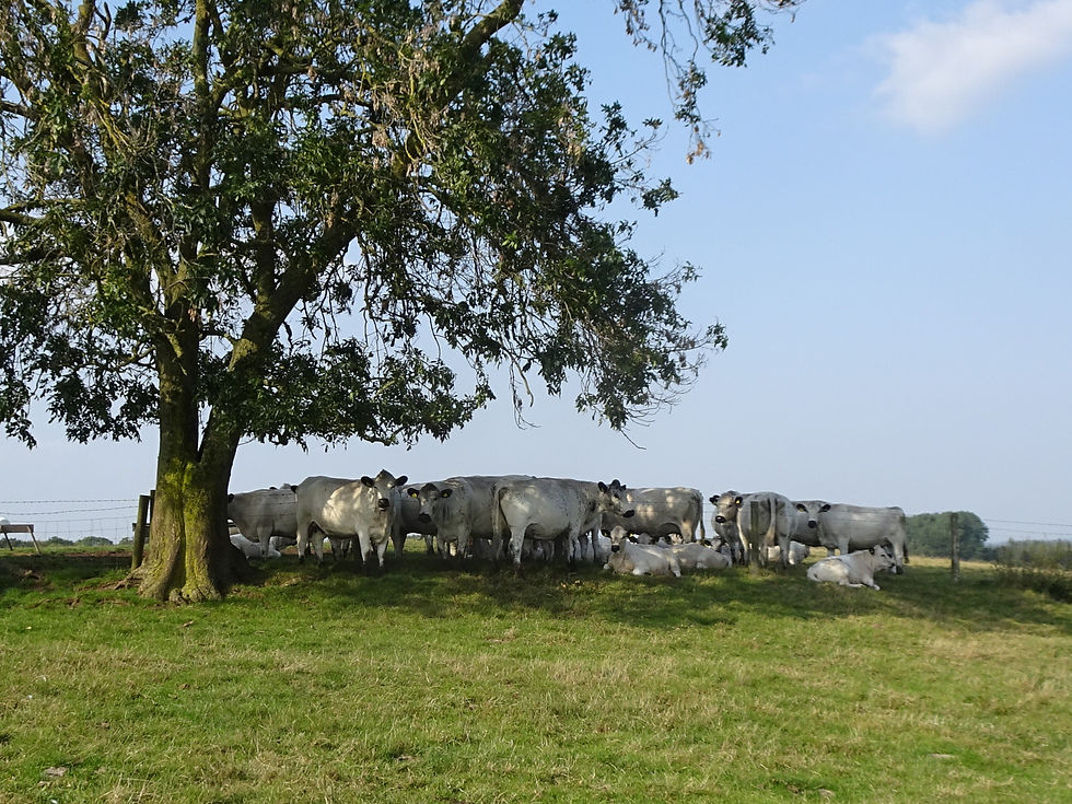 Best Large Herd was won by the Pennington family's Oldington Herd