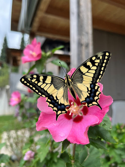 Schmetterling Schwalbenschwanz auf einer Blüte.