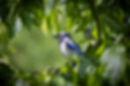 blue-jay-8075346_1280.jpg
