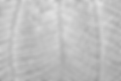 Leaf Texture Close-Up