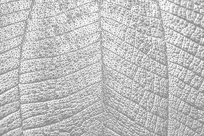 Close Up of Leaf