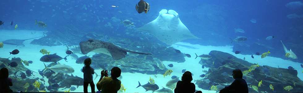 Aquarium Underwater Display