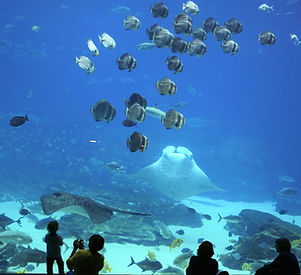 Aquarium