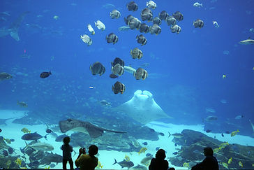 Aquarium