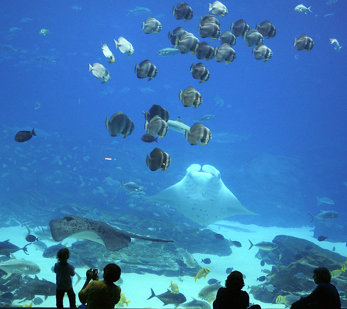 Aquarium Underwater Display