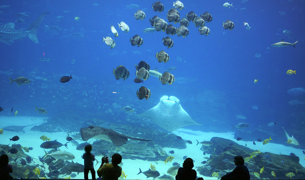 Aquário com exibição subaquática