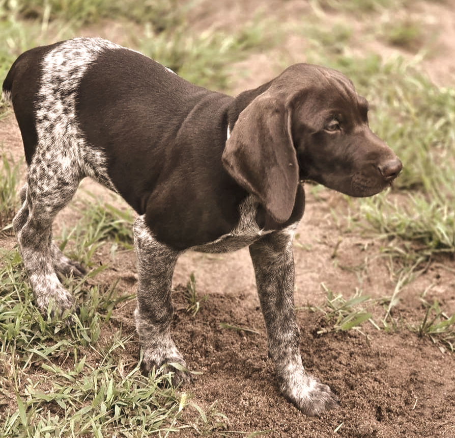 GSP Puppy