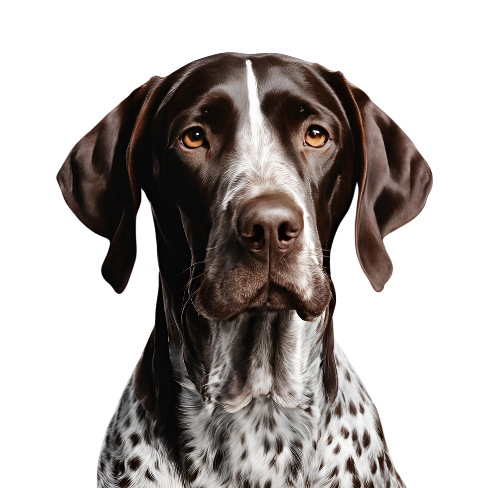 German Shorthair Pointer Purebred