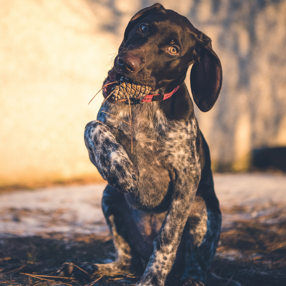 GSP Puppy