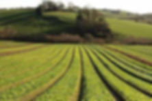 Complete Pest Control, Cheshire
