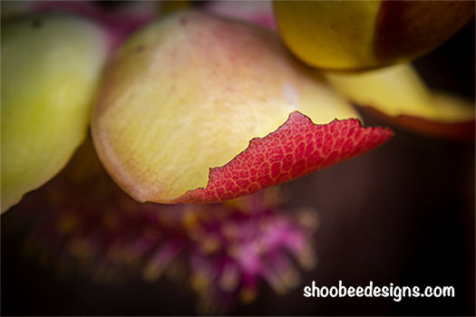Petal