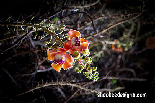 Orange Flower at Foster’s Garden