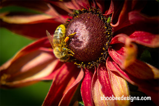 Autumn and the Bee
