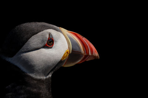 Marine Wildlife