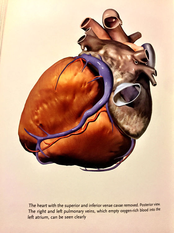 A Valentine for Your Heart
