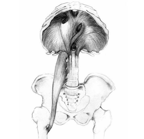Body/Mind, Meet Your Diaphragm