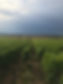 Chablis