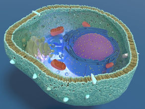 What Are Mitochondria and Why Are They So Important?