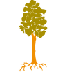 0Kahikatea.png