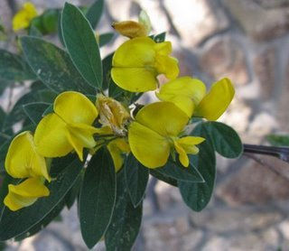 Flowering