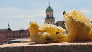 V Praze jsou včelí úly na střechách na 19 místech
