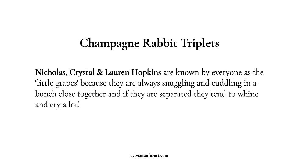 Thumbnail: Hopkins Champagne Rabbit Triplets