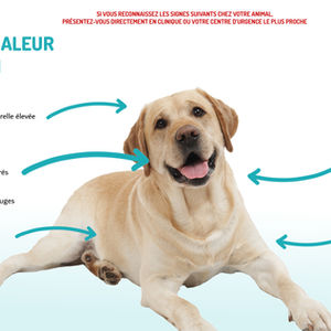 Le coup de chaleur chez le chien