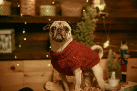 Mignon carlin en chandail rouge pour Noël