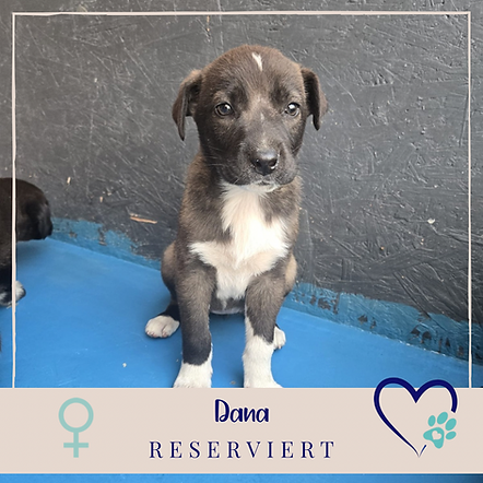 Reserviert_Dana.png