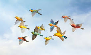 Flock of birds flying.jpeg