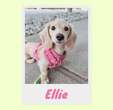 dog walking happy go lucky pet club