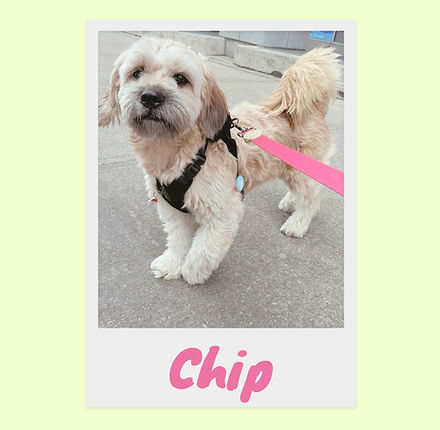 dog walker etobicoke