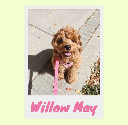 dog walking happy go lucky pet club