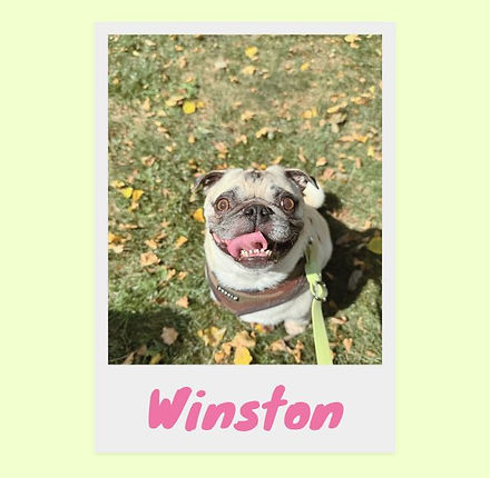 etobicoke dog walking