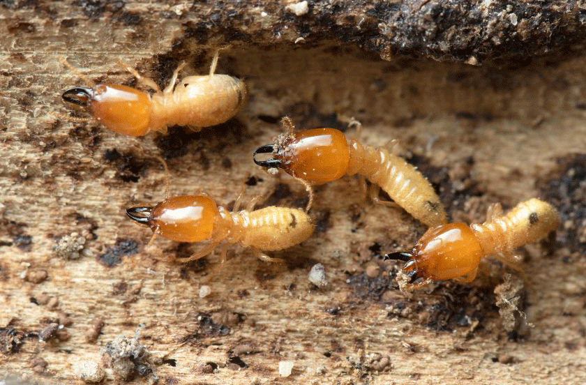 Florida Termites