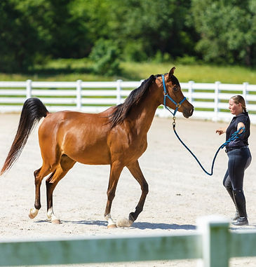 Ocala, horse farm