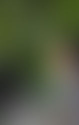 ミケのひとりごと