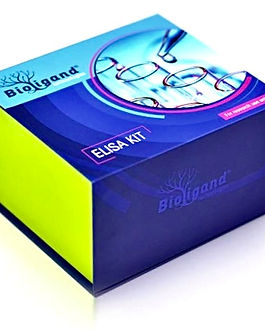 MicrosoftTeams-image (2).png