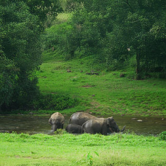 Munnar offers adventure, but in a more nature-immersive way. It’s known for tea plantation treks, waterfall hikes, and wildlife spotting