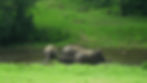 Wild elephants grazing near the river at Anakulam in Munnar