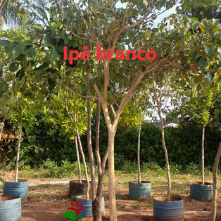 Ipê branco #.jpg