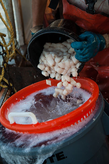 Scallops