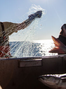 NSF Seafood Engine in New England wins $15M U.S. National Science Foundation award to strengthen fisheries and aquaculture