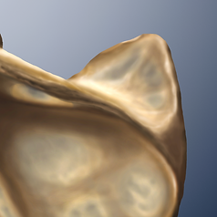 Scapula Digital Painting