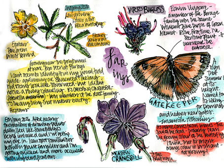 Draw nature every day!
