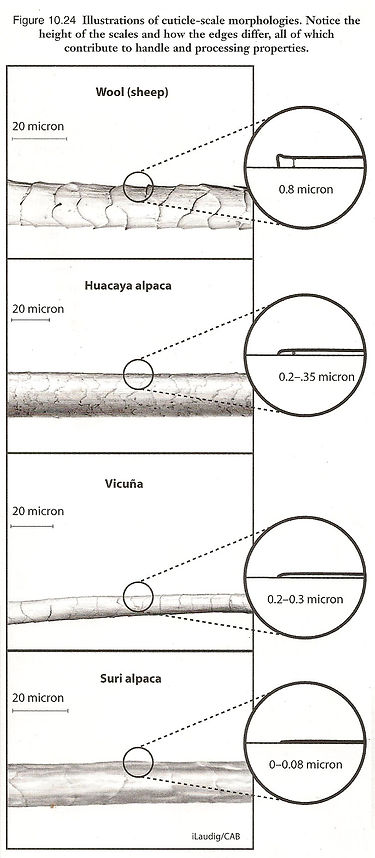 fiber-compare-scale-height.jpg