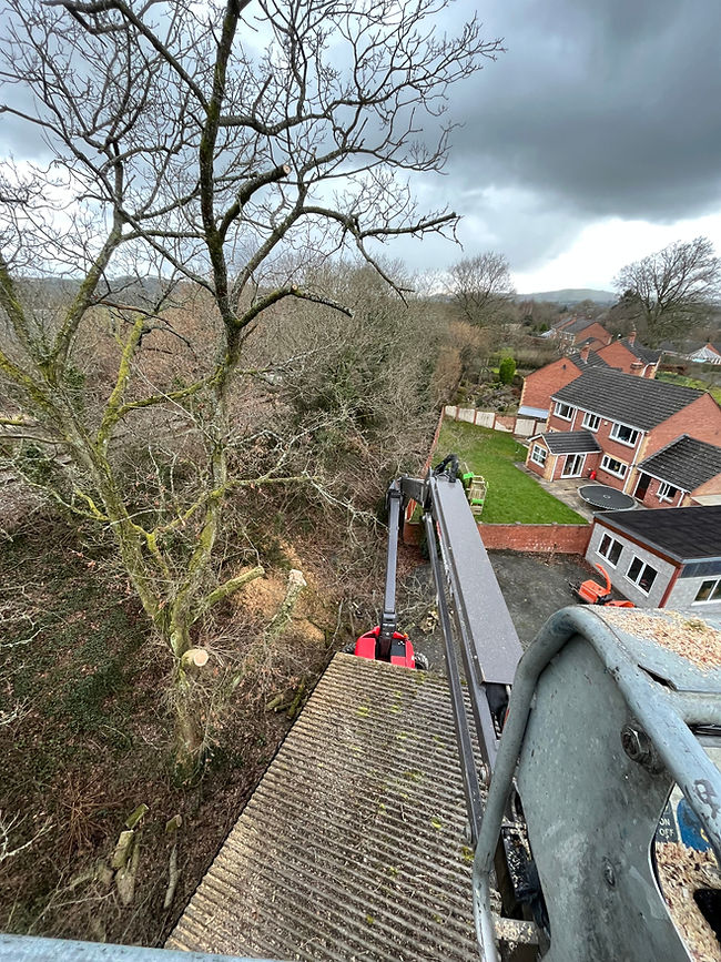 tree felling tree removal, Cherry picker access, tree services