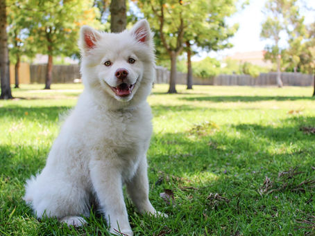 These Tips Will Help You De-Shed Your Furry Friend!